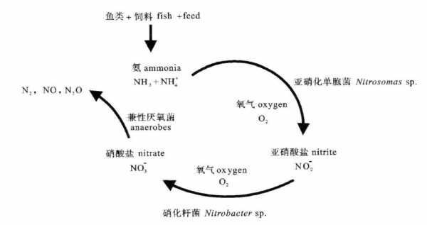 亚硝酸铵为什么分解（亚硝酸铵分解机理）