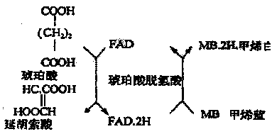 琥珀酸脱氢酶是什么东西（琥珀酸脱氢酶是什么东西做的）