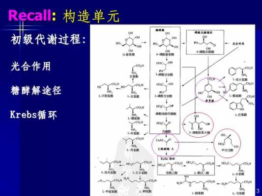 甲基二羟戊酸是什么（甲基二羟戊酸途径）