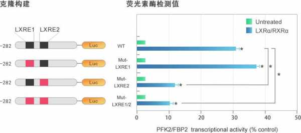 什么是荧光素酶报告基因（什么是荧光素酶报告基因突变）