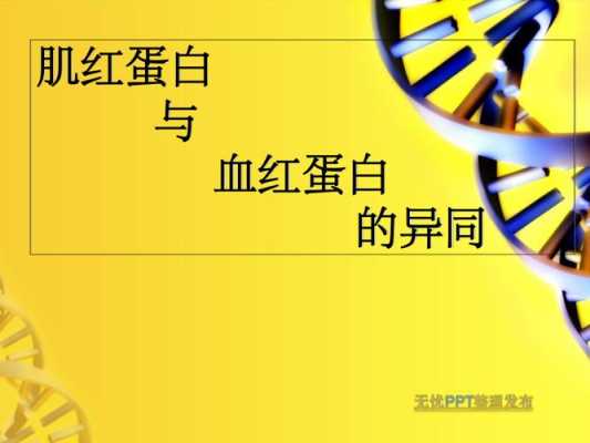 为什么血红蛋白和肌红蛋白（为什么血红蛋白和肌红蛋白不一样）