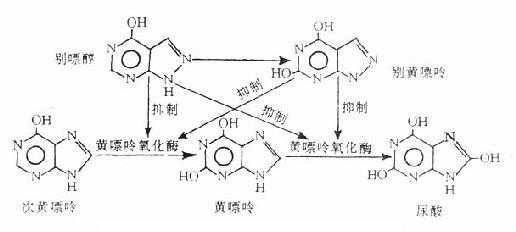 黄嘌呤氧化酶的辅酶是什么（黄嘌呤氧化酶的产物）