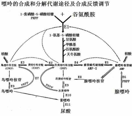 磷酸腺嘌呤类别是什么意思（磷酸腺嘌呤又叫什么）