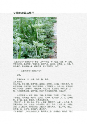 艾蒿含有什么成分（艾蒿含有什么成分最多）