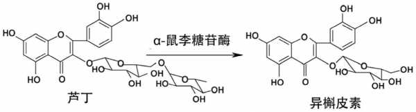 鼠李糖苷是什么苷（αl鼠李糖苷酶）