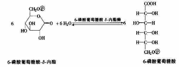 葡萄糖六磷酸酯水解是什么（葡萄糖6磷酸的重要作用）