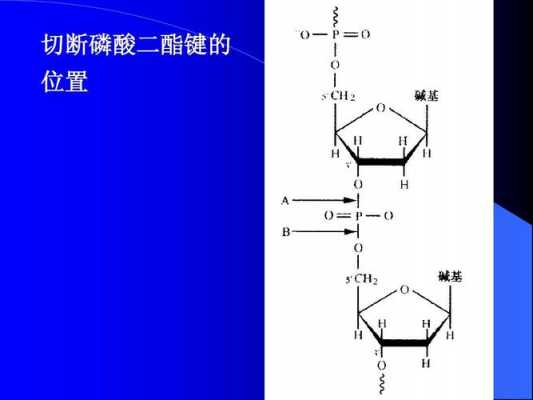 磷酸二脂键有什么构成（磷酸二酯键指的是哪个键）