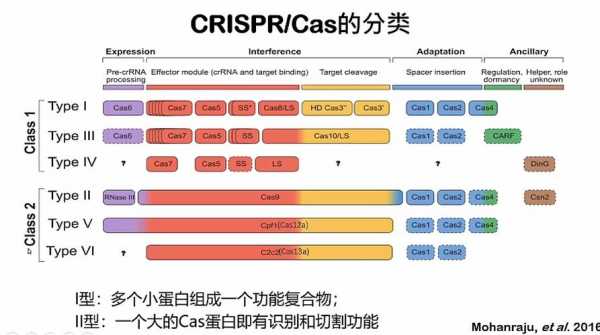 蛋白质的CAS码是什么（cas蛋白种类）