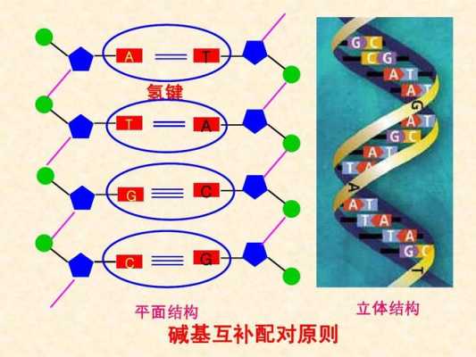 DNA为什么有五种碱基（dna为什么有五种碱基）