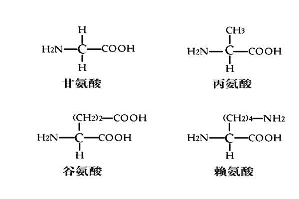 甘氨酸的分子式是什么（甘氨酸的结构简式是什么）