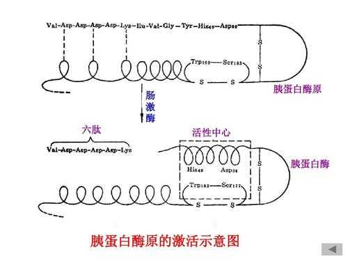 精氨酸酶是什么（精氨酸酶是什么酶）