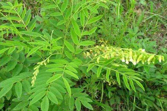 苦参豆有什么作用（苦参是豆科植物吗）