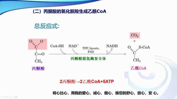 乙酰辅酶a彻底氧化的产物是什么（乙酰辅酶a彻底氧化的产物是什么物质）