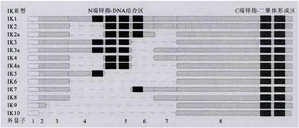 n15是标记什么（n15标记的dna没有放射性吗）