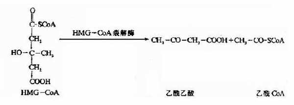 乙酰辅酶a羧化生成什么（乙酰辅酶a羧化酶结构式）