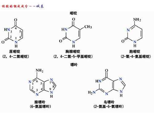 乙酰甲胆碱是什么成分（乙酰甲胆碱是什么成分组成的）