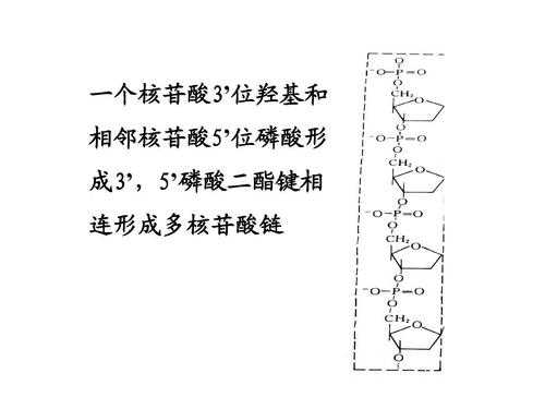 cca是什么核苷酸（c表示什么核苷酸）