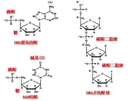 脱氧核糖核苷酸脱的是什么（脱氧核糖核苷酸有哪些）