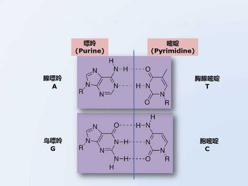 嘌呤为什么与嘧啶配对（嘌呤数不等于嘧啶数为什么为ra）