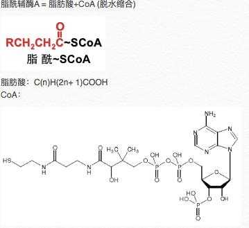 酰基CoA是什么（酰基百度百科）