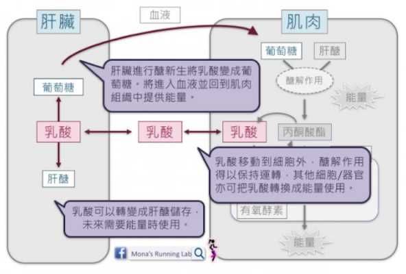 分解乳酸是什么（分解乳酸是什么反应）