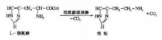 组胺为什么用盐酸分解（组胺酸变成组胺）