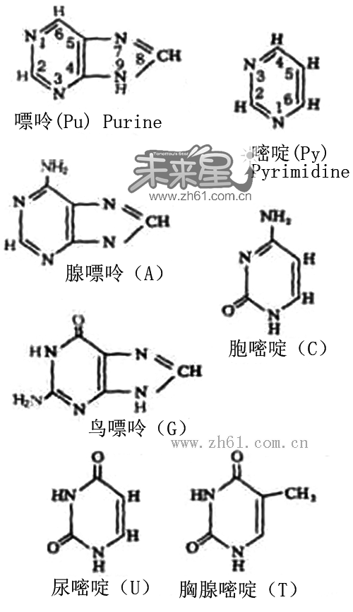 鸟嘌呤和胞嘧啶什么关系（鸟嘌呤和胞嘧啶之间的联系）