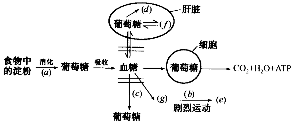 糖在人体中被消耗成什么（糖在人体内的代谢过程）