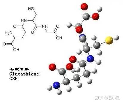 蛋白质巯基是什么物质（蛋白质 巯基）