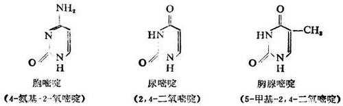 胞嘧啶尿嘧啶腺嘌呤是什么（尿嘧啶胞嘧啶腺嘌呤胸腺嘧啶）