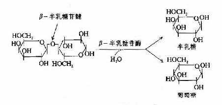 氨半乳糖是什么意思（氨基半乳糖为什么引起肝损伤）