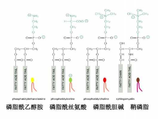 乙醇胆碱是什么（乙醇胆碱酶）