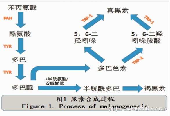 黑氨酸二钠是什么（抑黑缩氨酸是什么）