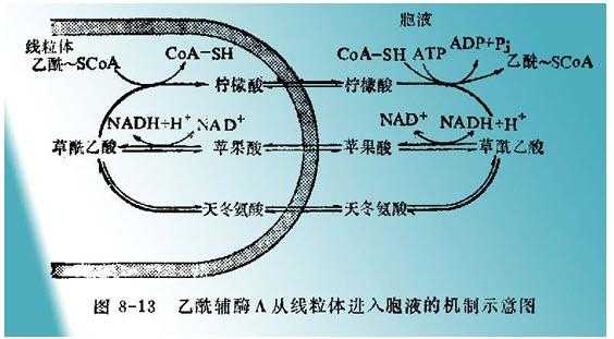 乙酰辅酶a为什么不能进入线粒体（乙酰辅酶a为什么不能进入线粒体内）