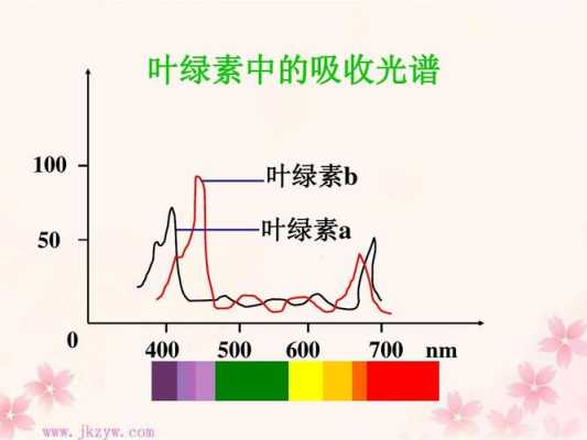 叶绿素为什么用600波长（叶绿素a和叶绿素b波长）