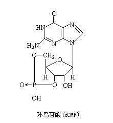 鸟苷酸什么作用（鸟苷酸主要存在于哪种食物）