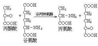 丙酮酸为什么会转化丙氨酸（丙酮酸为什么会转化丙氨酸的原因）