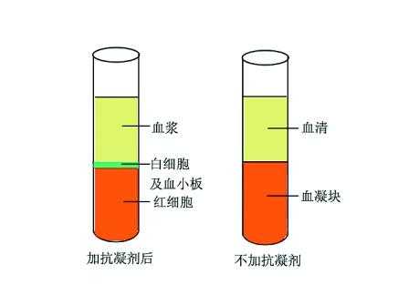 血液酒精变什么颜色（血液在酒精中呈现什么状态）