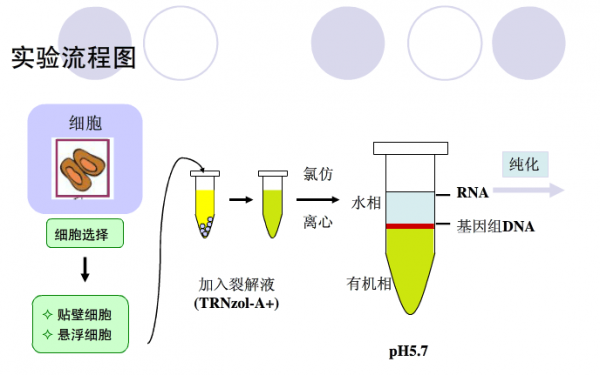 提取dna时加氯仿的目的是什么（提取dna时加氯仿的目的是什么呢）