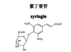 紫丁香苷是什么（紫丁香苷稳定性）