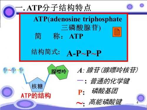 腺嘌呤核苷高氧化什么病（腺嘌呤核苷和腺嘌呤核苷酸的区别）