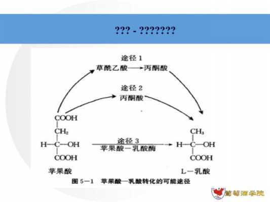 苹果酸脱氢生成什么（苹果酸脱氢酶是什么的衍生物）