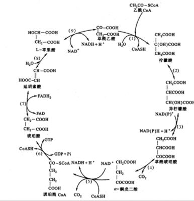 TCA为什么（tca为什么只能在有氧条件下进行）