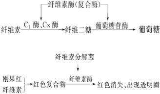 纤维素可分解为什么（纤维素分解为什么不能测纤维素剩余含量）