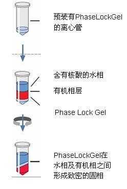 在dna提取过程中氯仿的作用是什么（dna提取实验中加入氯仿的目的是）