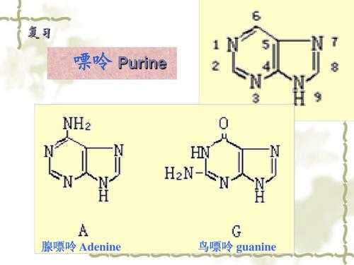 腺嘌呤的衍生物是什么（腺嘌呤的生物学名称）