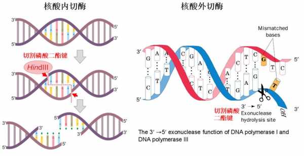 什么是外切酶和内切酶（内切和外切酶的区别）