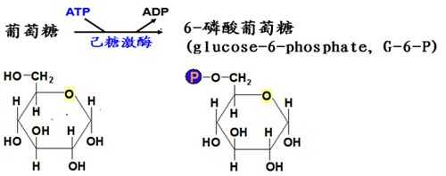 什么是六磷酸葡萄糖（六磷酸葡萄糖简写）
