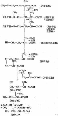 什么是代蛋氨酸（什么是代谢蛋白）