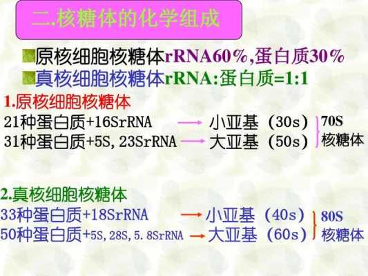 核糖体分为大小两什么（核糖体的大小）